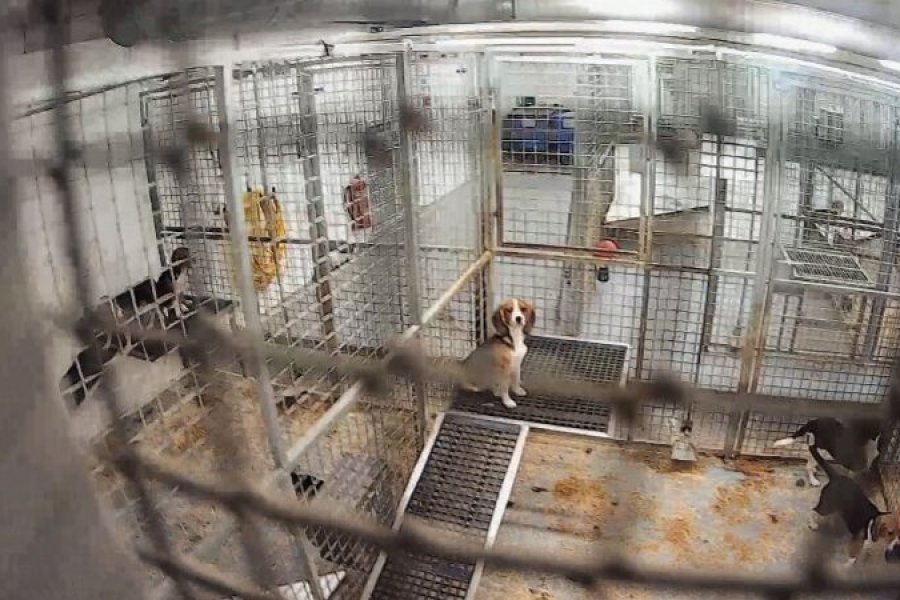 Photos from inside MBR Acres, where campaigners say that dogs live in metal pens on concrete floors, among their faeces and urine-soaked sawdust.