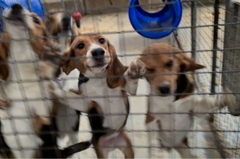 “Why we’re fighting to free Britain’s lab beagles”